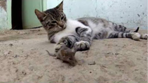 真实版猫和老鼠:家猫抓到一只巨大的老鼠,折腾大半天